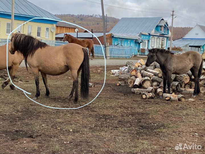 Лошадь кобыла