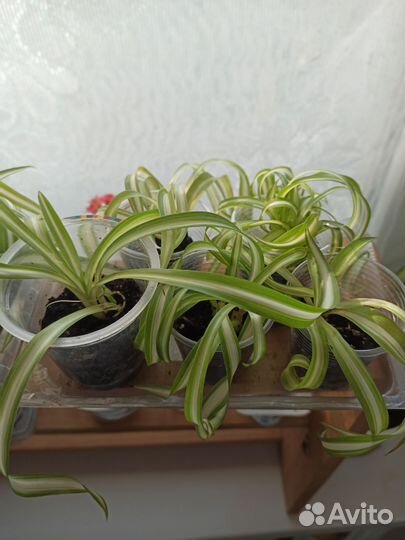 Хлорофитум кудрявый бонни