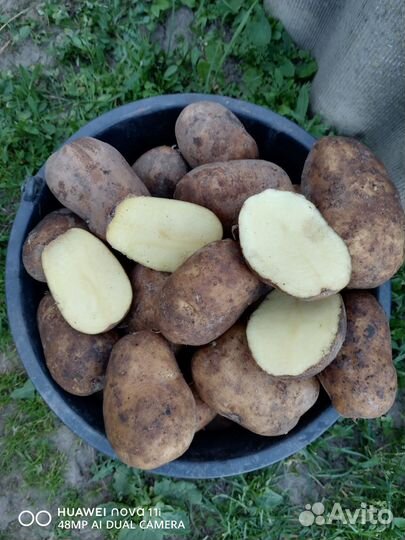 Продам картофель домашний