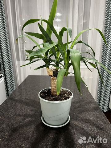 Комнатные растения купить в Иркутске | Товары для дома и дачи | Авито