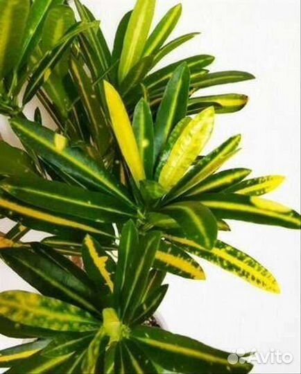 Кротон пестрый