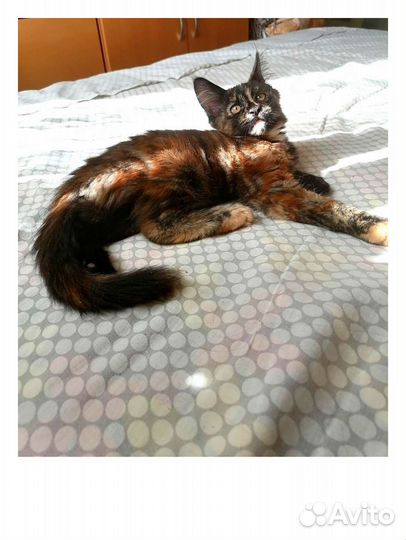 Котята мейн-кун