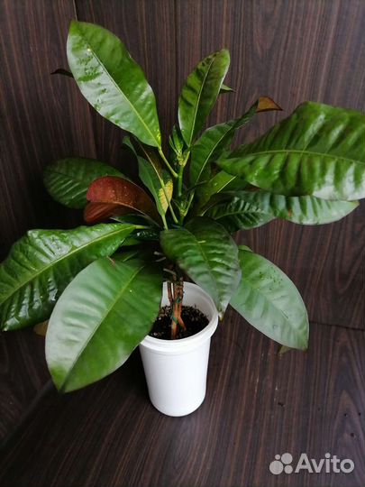 Кротон миссис айстон