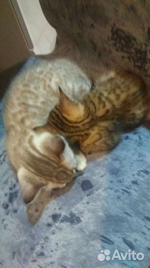 Котята бенгальской кошки