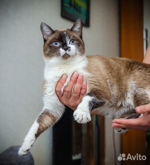 Брутальный кот Батя ищет семью