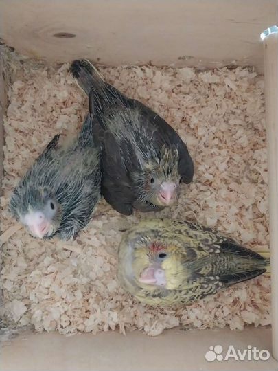 Попугай корелла птенец