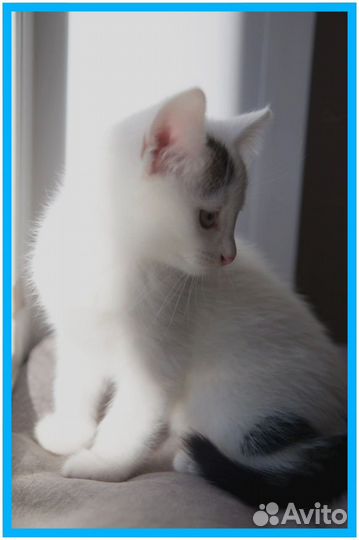 Котенок
