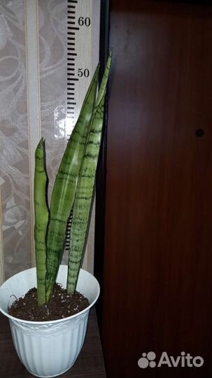 Сансевиерия сильвер зелайника