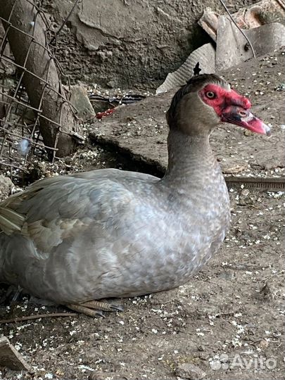 Индоутки мускусные тяжелые линии