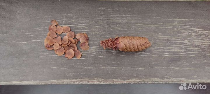 Шишка в разобранном состоянии