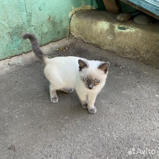 Сиамский кот