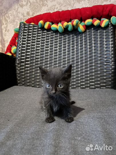Котята в добрые руки 1 месяц