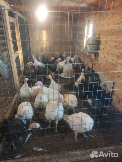 Индюки, Цесарки