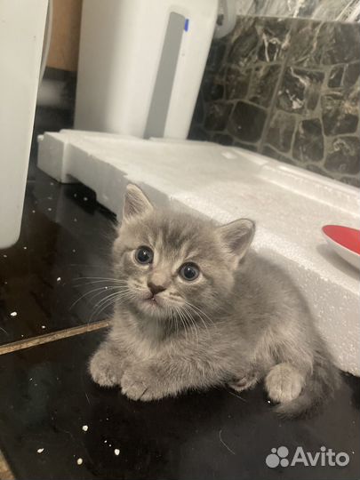 Ласковая кошка