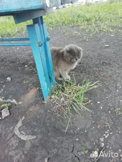 Котик в добрые руки