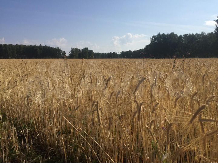 Участок 12,47 га (СНТ, ДНП)