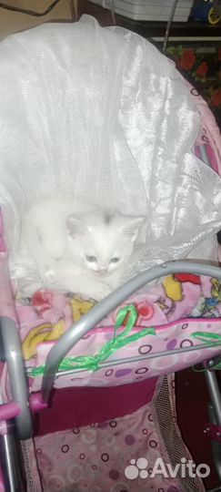Котики