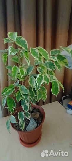 Комнатные растения