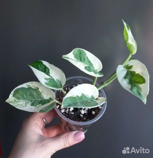 Эпипремнум нджой