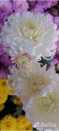 Хризантема