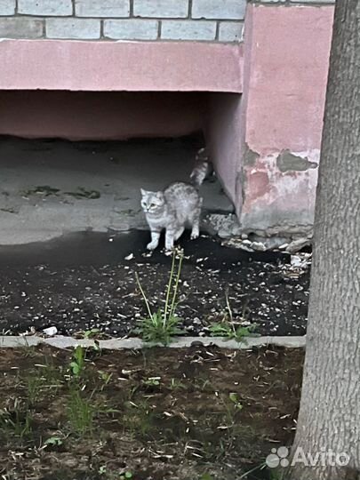 Кошка с котятами