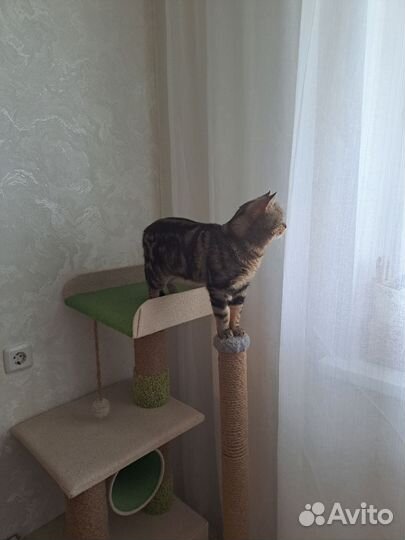 Шотландский кот вязка