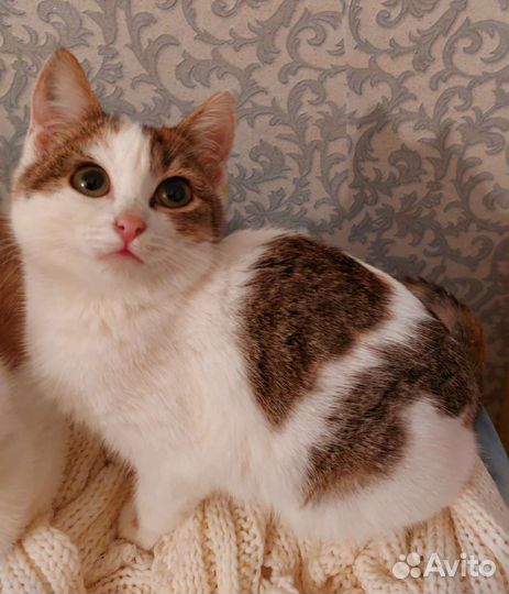 Кошечка в добрые руки