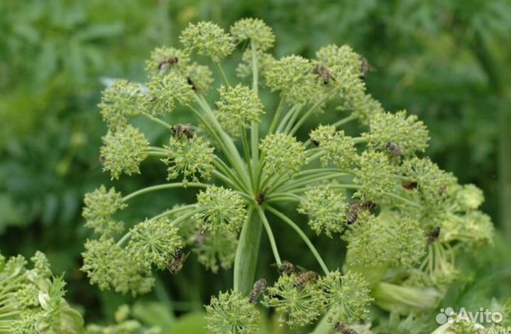 Мёд Алтайский опт