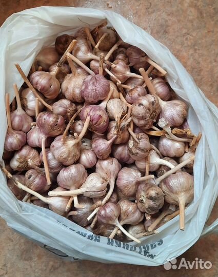 Чеснок озимый