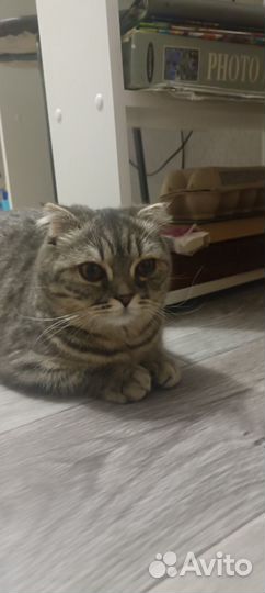 Вислоухая кошка