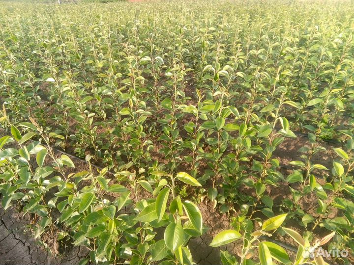 Саженцы плодовых деревьев