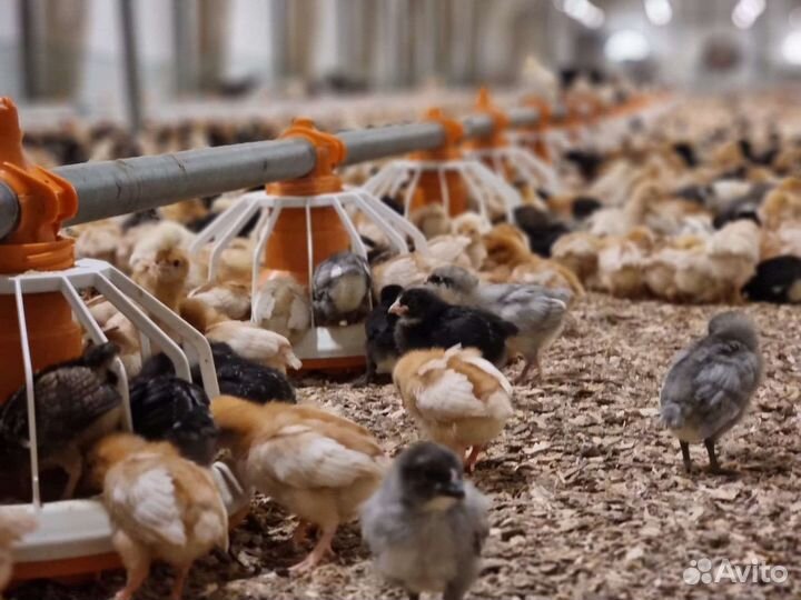 Птицеводческое оборудование для,птицеводства