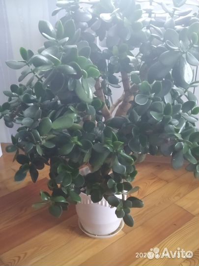 Толстянка(Денежное дерево)