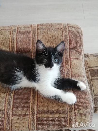 Девочка в добрые руки