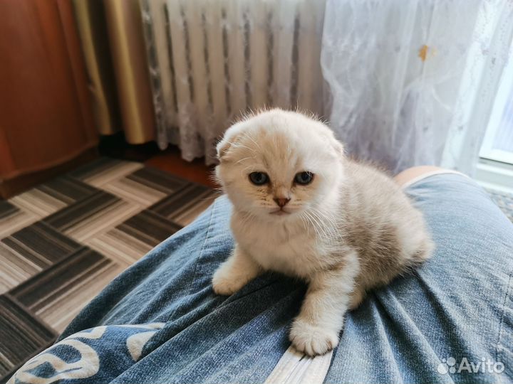 Шотландская вислоухая