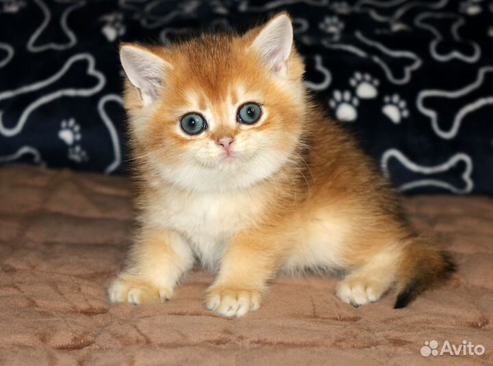 Мальчик золотая британская шиншилла