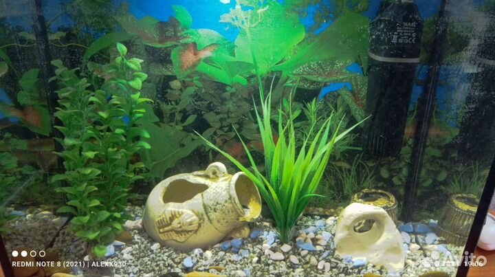 Рыбки вместе с аквариум
