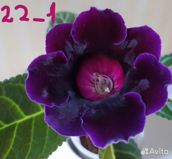 Глоксинии. Детки