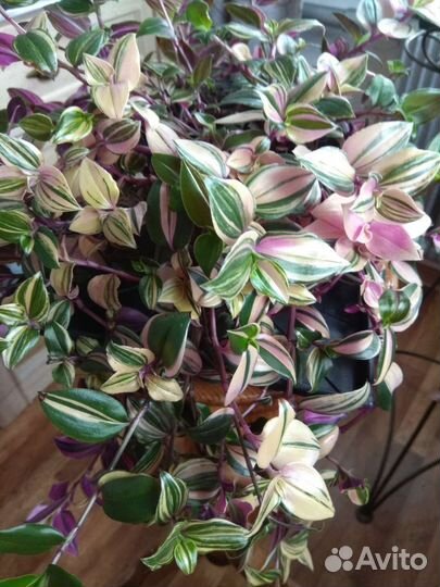 Традесканции и каллизии часть 1