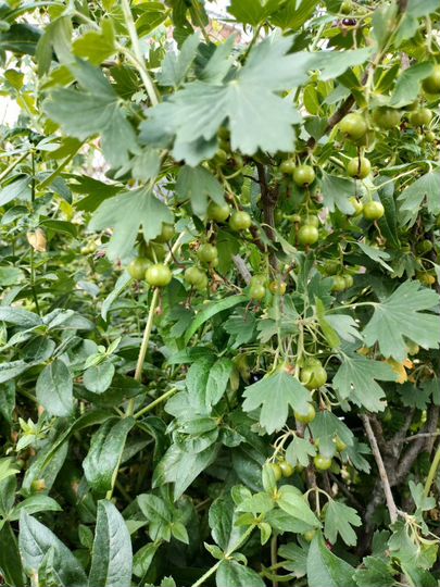 Дача 30 м² на участке 6 сот.