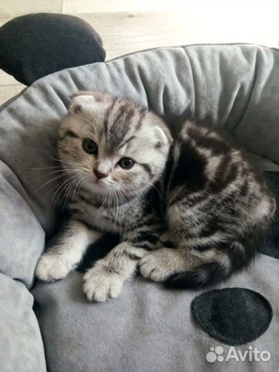 Шотландские котята