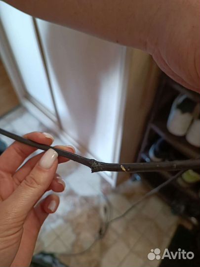 Игровая клавиатура razer tarantula