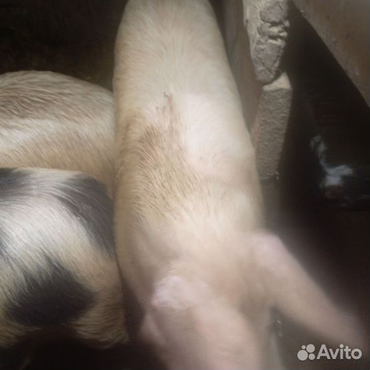 Хряк Ландрас+Дюрок