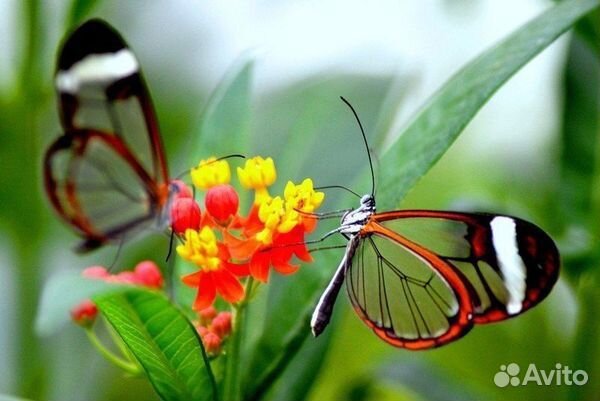 Живые тропические бабочки Parides anchises marthil