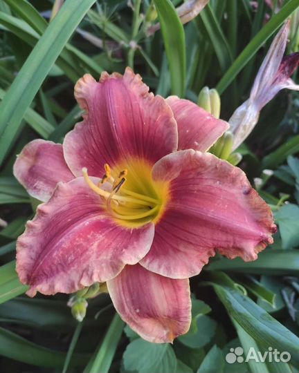 Многолетние растения для сада