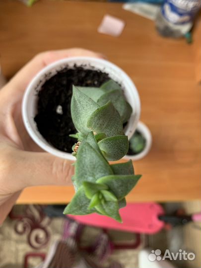 Крассула перфората суккулент