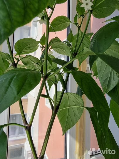 Перец острый холопеньо