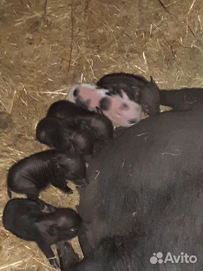 Вьетнамские вислобрюхие поросята