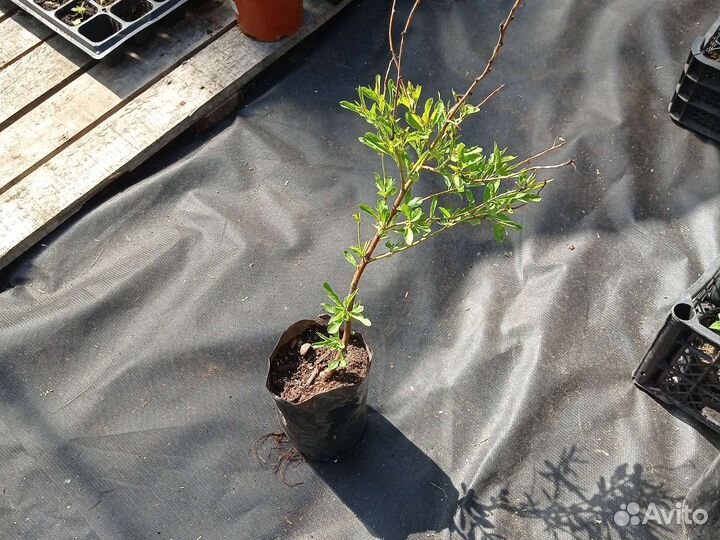 Саженцы миндаля сладкого