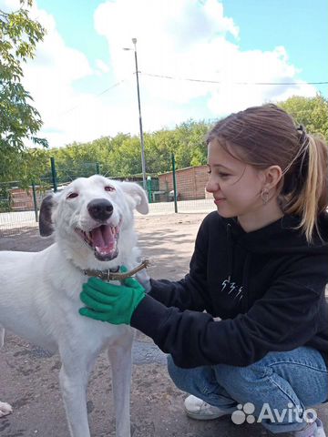 Приглашаем волонтёров на прогулки с собаками